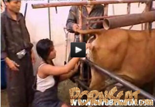 Shit porn cow Beastiality TV: