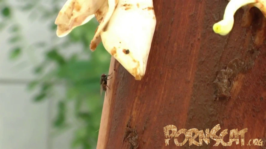 Scat Flower Play P1 with MINA [FullHD / 2025]